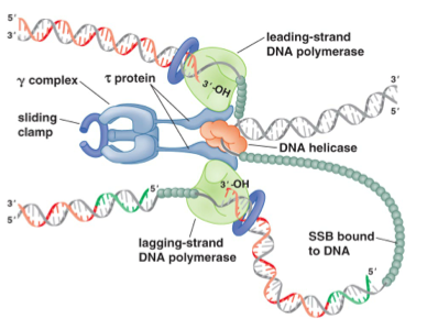 Dna Replication Initiation Elongation And Termination Lecture 5 Flashcards Chegg Com
