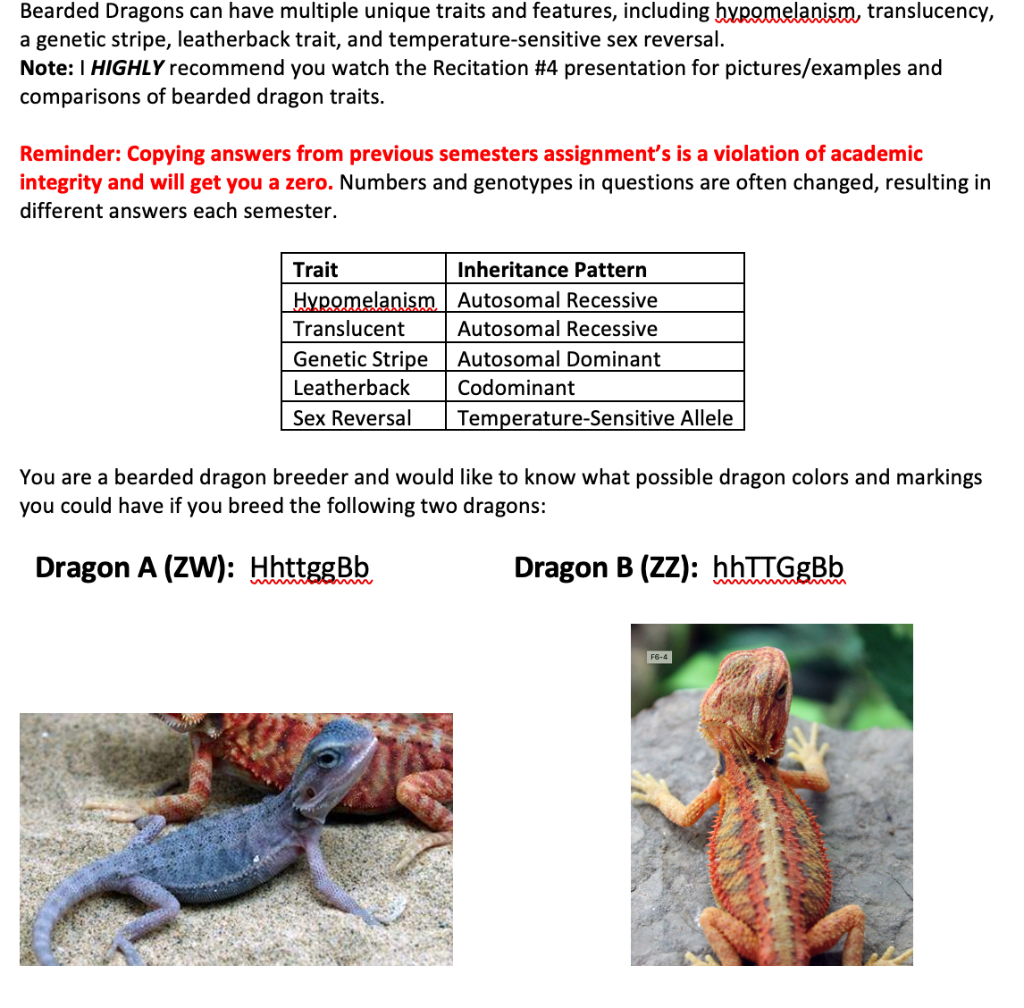 When a bearded dragon reaches its thermal maximum, it will often sit with  its mouth open. This behavior, called gaping, shows that the lizard is at  its optimal temperature for basking. This