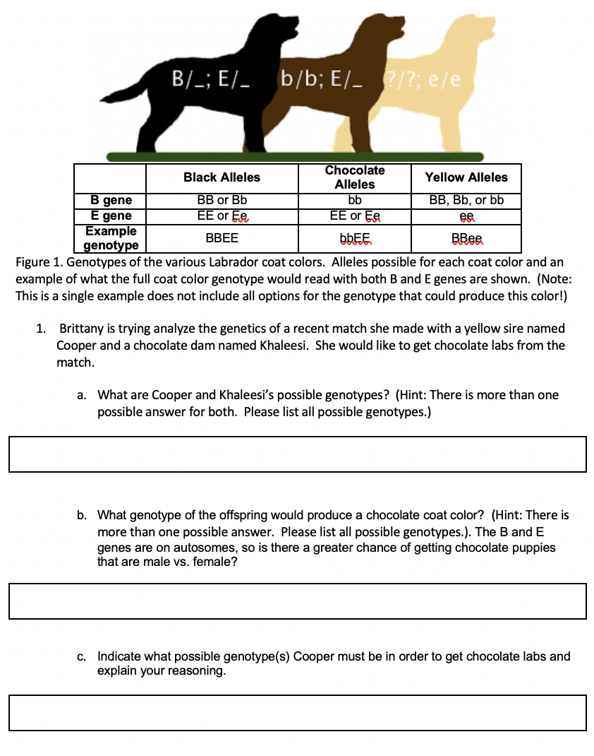 Lab 7 Inheritance Of Coat Color In Labrador Chegg Com