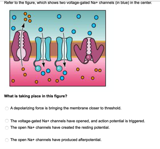 Solved Refer to the figure, which shows two voltage-gated | Chegg.com
