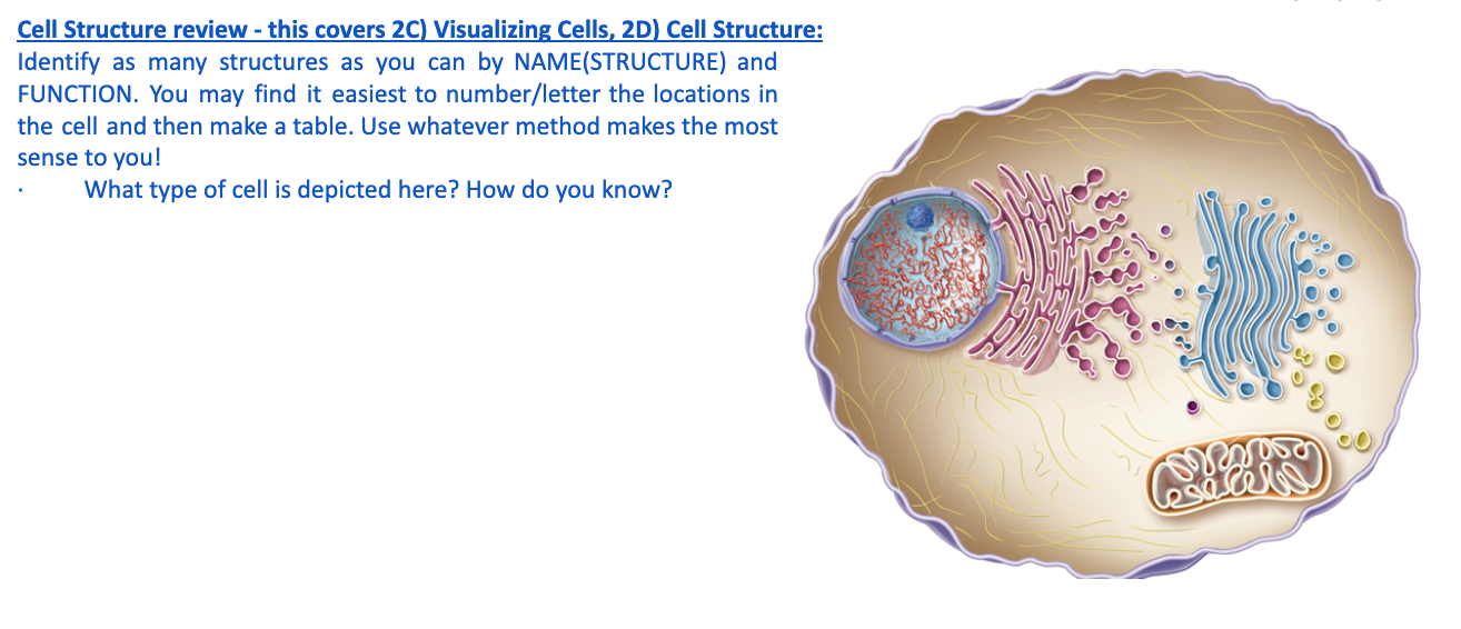 Solved Cell Structure review - this covers 2C) Visualizing | Chegg.com
