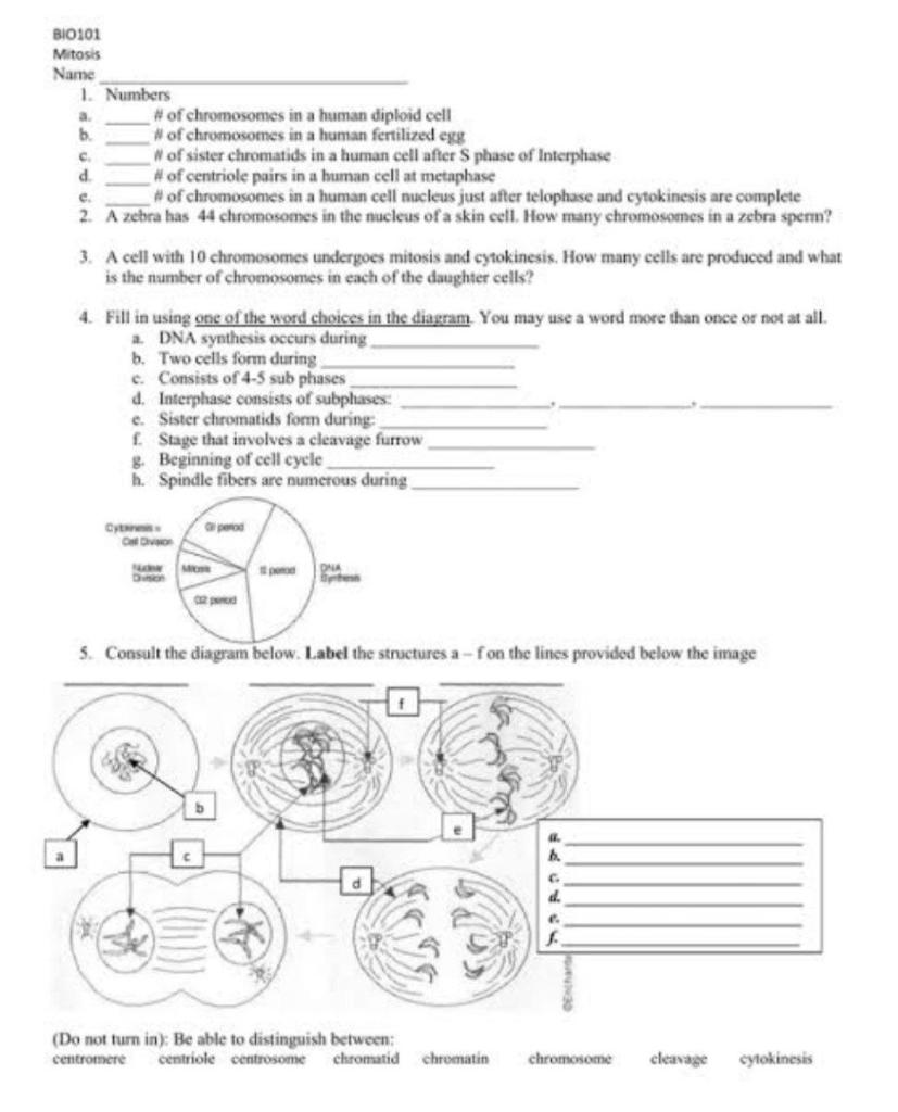 Solved BIO101 Mitosis Name 1. Numbers A # Of Chromosomes In | Chegg.com