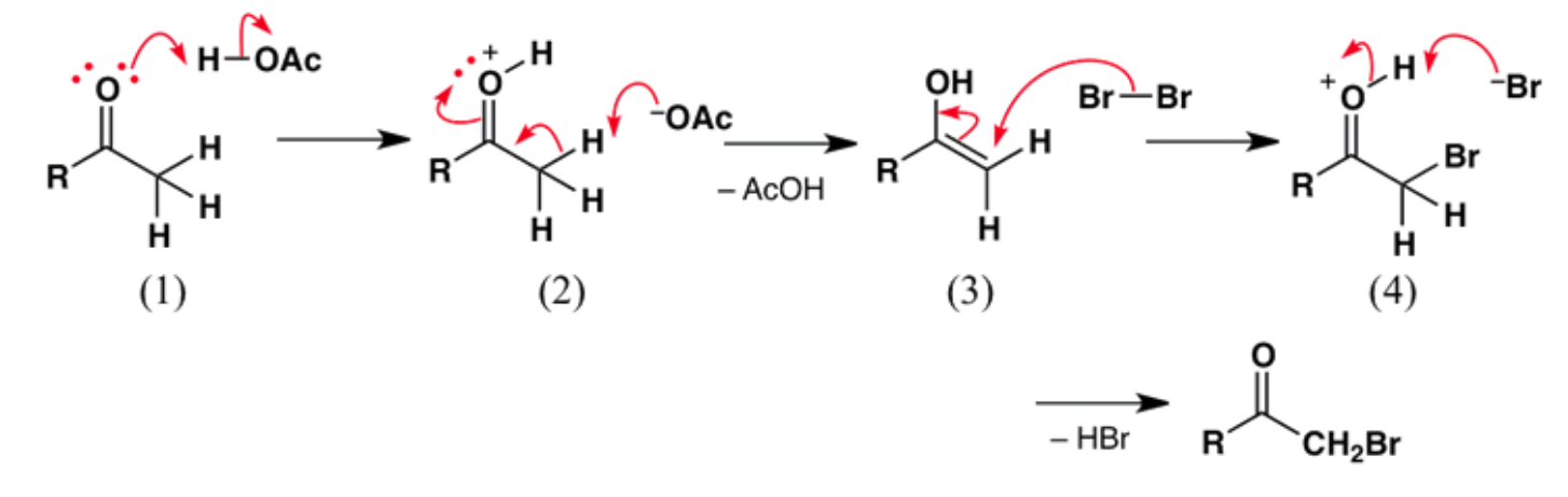 Solved The following scheme shows a mechanism for the | Chegg.com