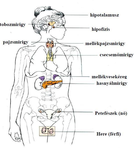 1 Epifizis Thimus Hipothalamus Flashcards Chegg Com