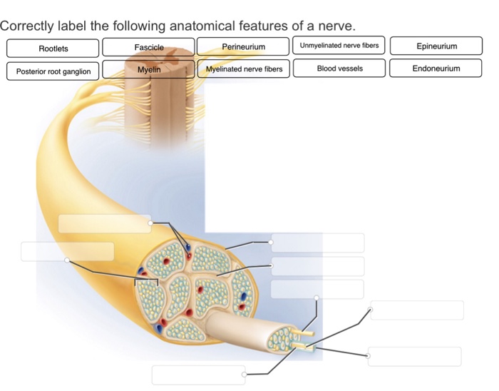 Correctly Label the Following Anatomical Features of a Nerve