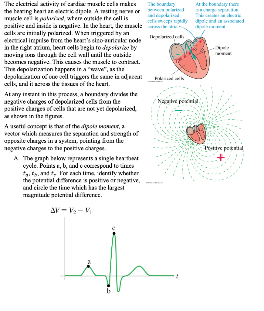 Solved moment The electrical activity of cardiac muscle | Chegg.com