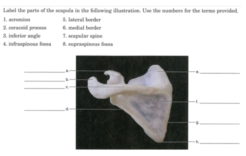 Label the parts of the scapula shown in the diagram.