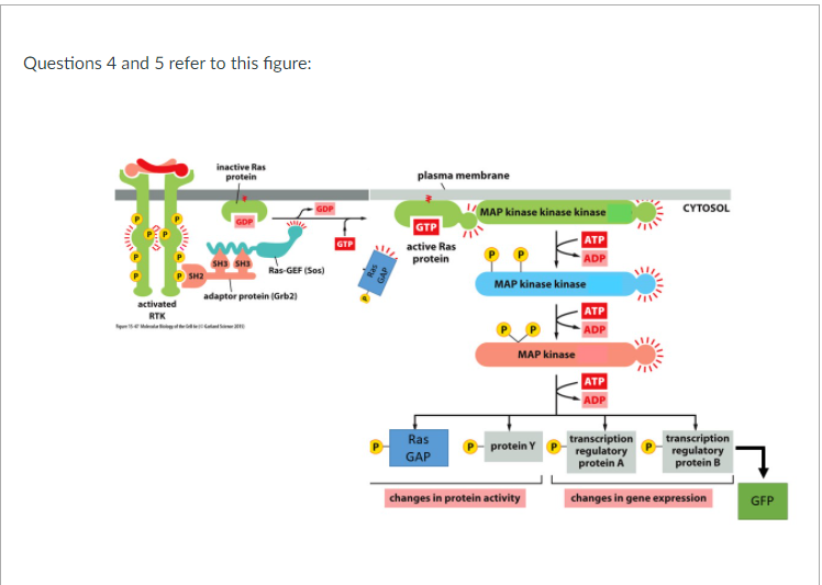 Solved Questions 4 and 5 refer to this figure: inactive Ras | Chegg.com