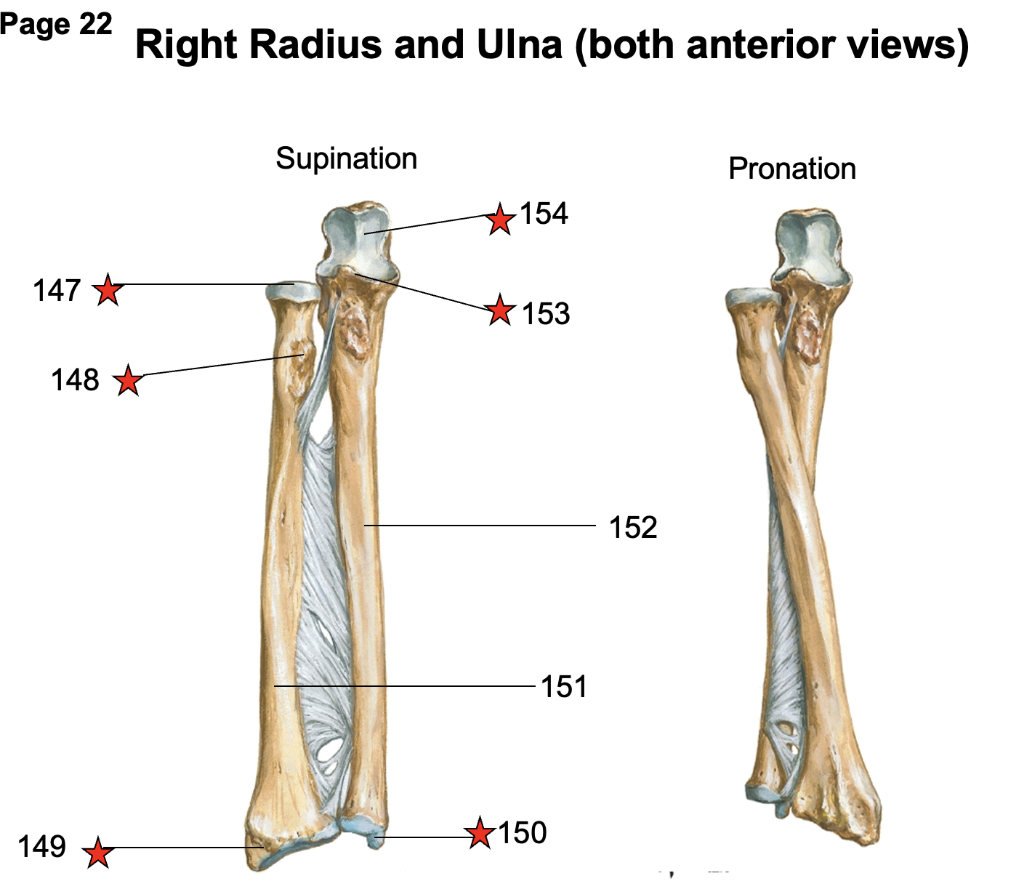 right ulna anterior view