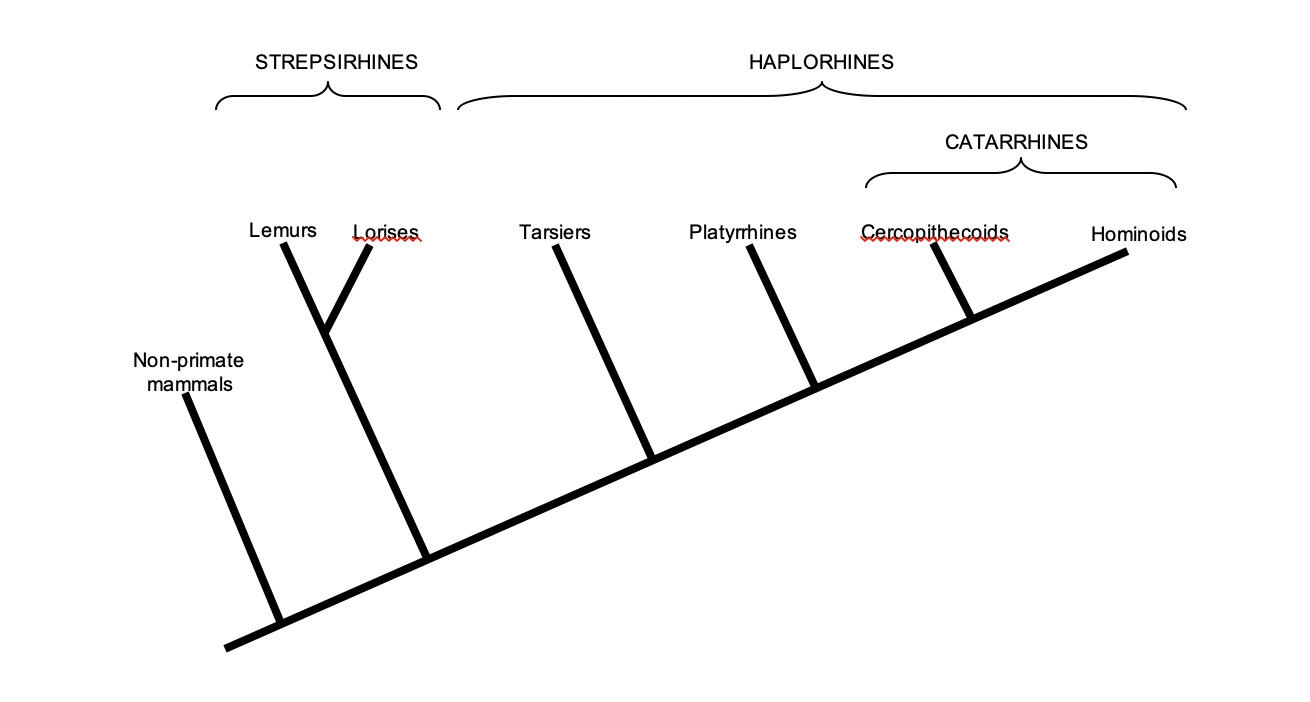 Solved STREPSIRHINES HAPLORHINES CATARRHINES Lemurs Lorises.