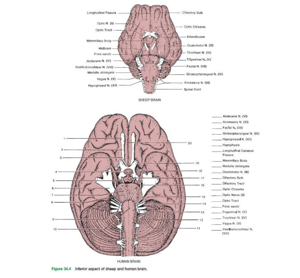 tentorium cerebelli sheep brain