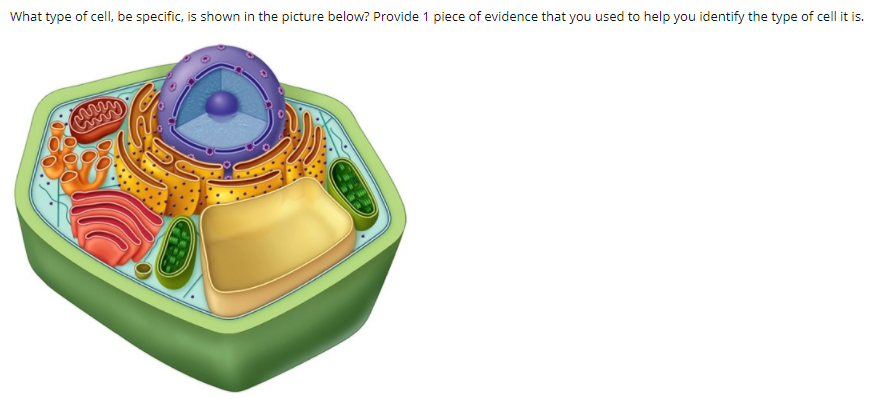 Solved What type of cell, be specific, is shown in the | Chegg.com