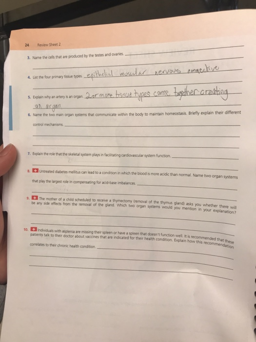 Solved 24 Review Sheet 2 3. Name the cells that are produced | Chegg.com