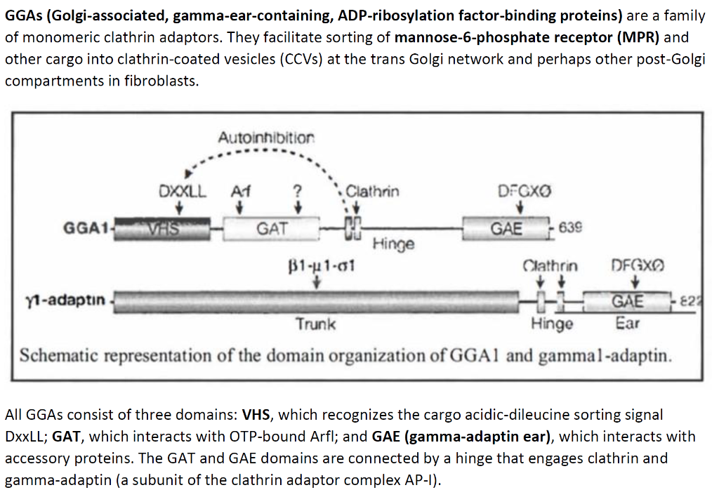 GGAs (Golgi-associated, gamma-ear-containing, | Chegg.com