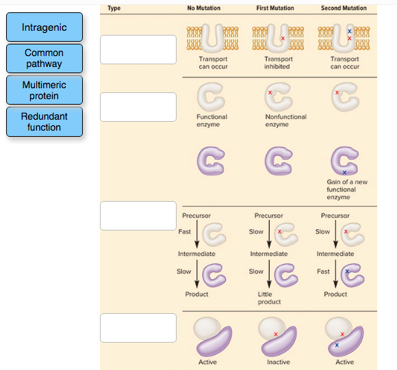 Solved place the type of suppressor mutation where it should