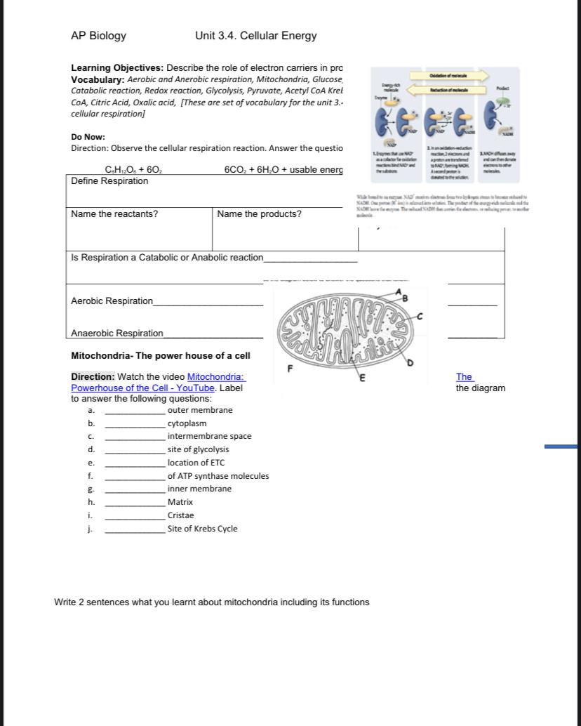 Solved I need help with an AP Biology document. Please show | Chegg.com