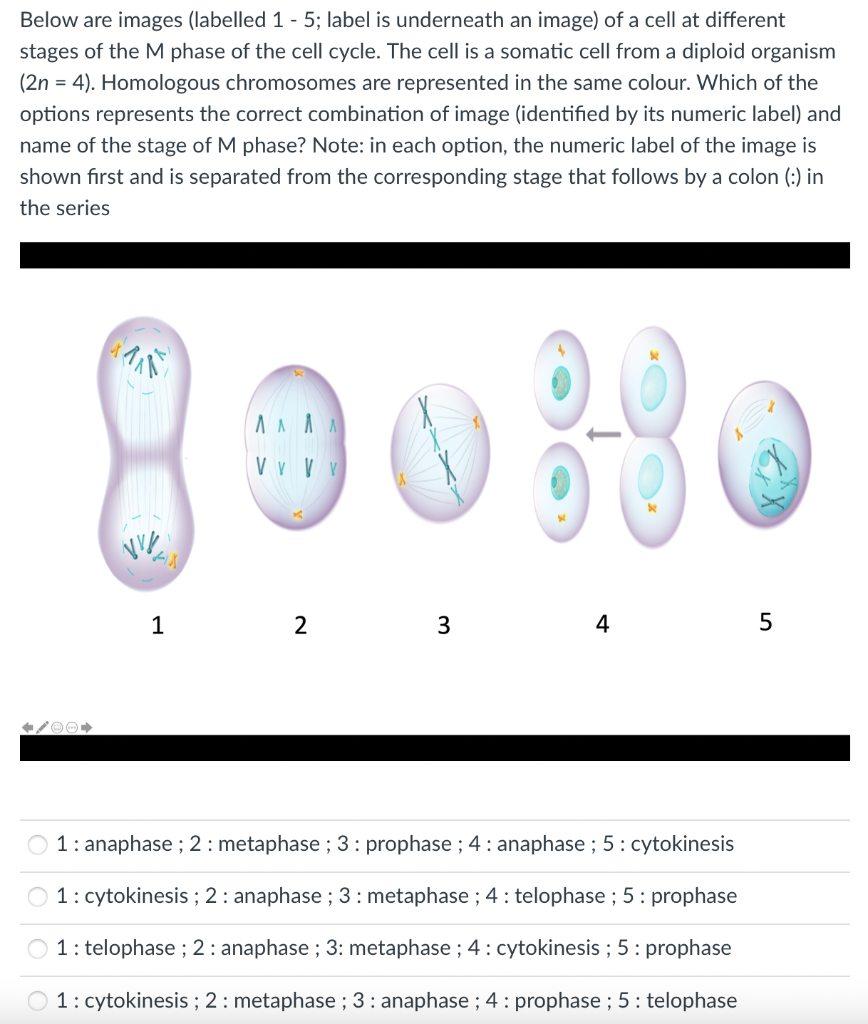 Solved Below Are Images (labelled 1−5; Label Is Underneath | Chegg.com