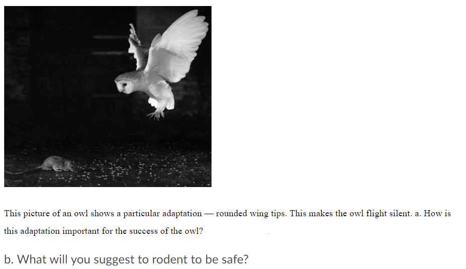 Solved This picture of an owl shows a particular adaptation