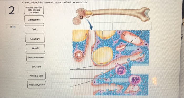 Bone Marrow Anatomy - Anatomy Diagram Book