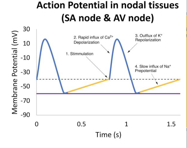 Sa Node Action Potential