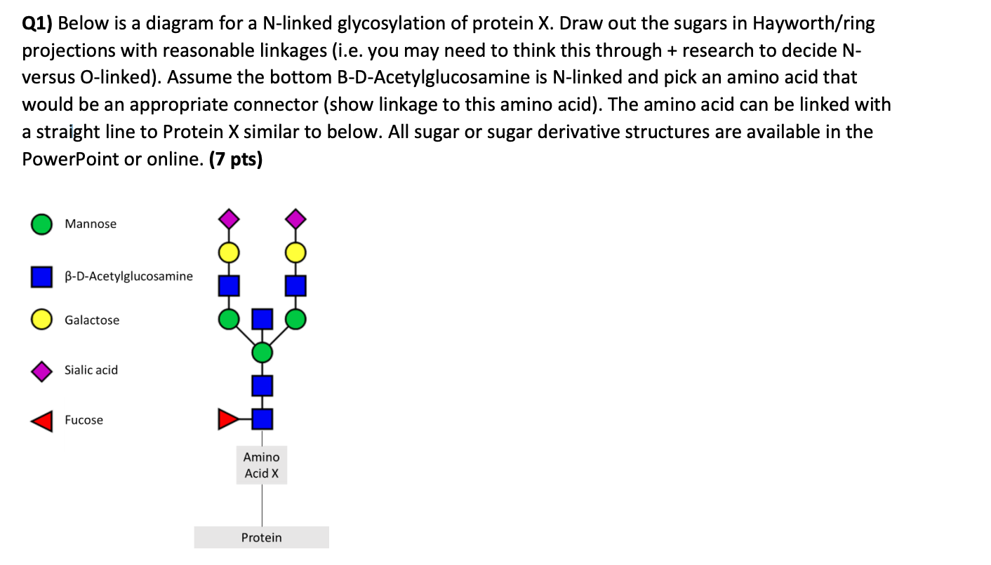 Q1) Below is a diagram for a N-linked glycosylation | Chegg.com