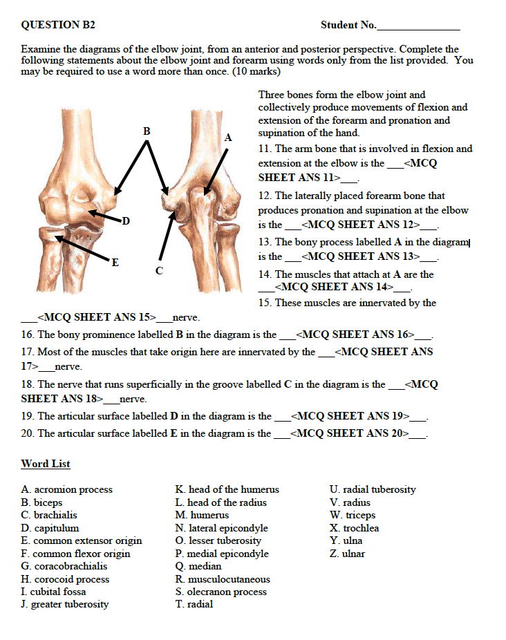 elbow bones diagram