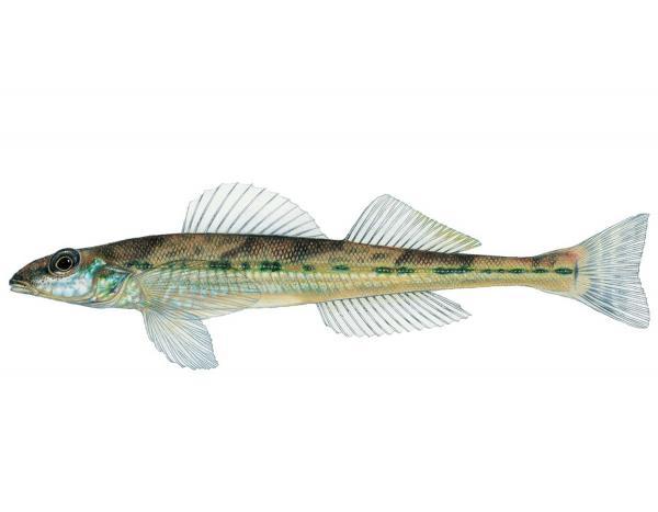 Optø, optø, frost tø væv Lyn Missouri Fish Flashcards | Chegg.com