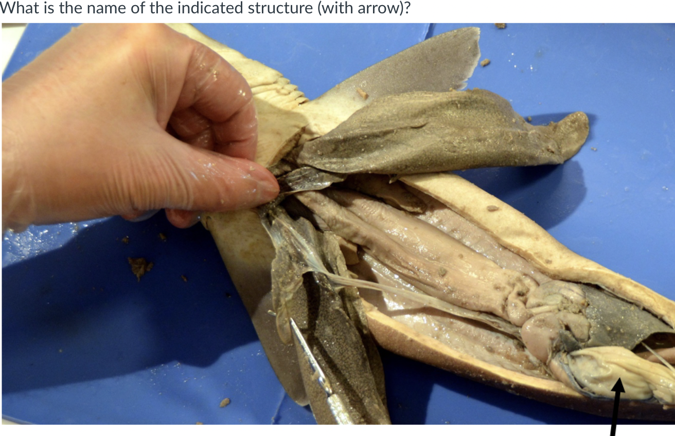 Solved What are these parts of a dogfish shark? Options | Chegg.com