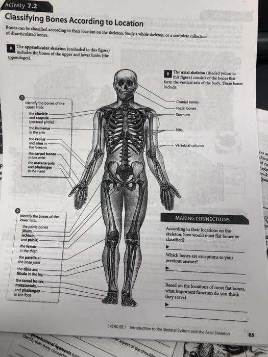 Solved Activity 7.2 Classifying Bones According to Location | Chegg.com