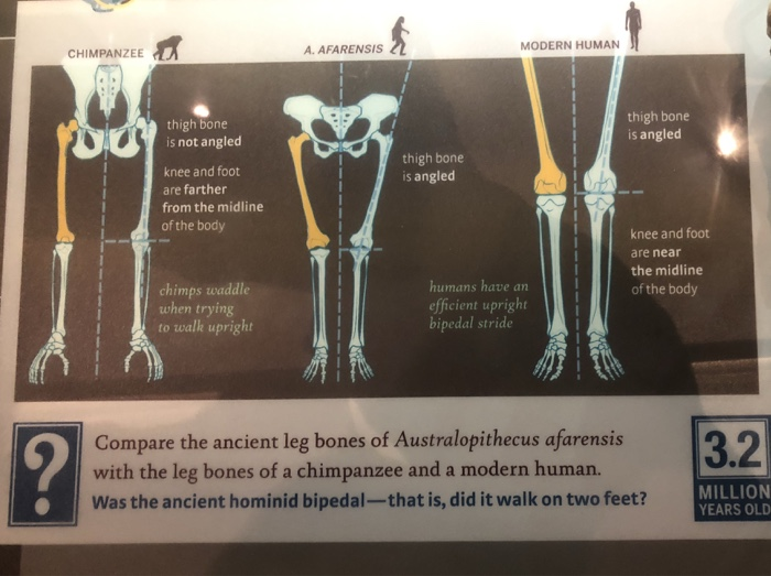 Solved MODERN HUMAN CHIMPANZEE A. AFARENSIS thigh bone is | Chegg.com