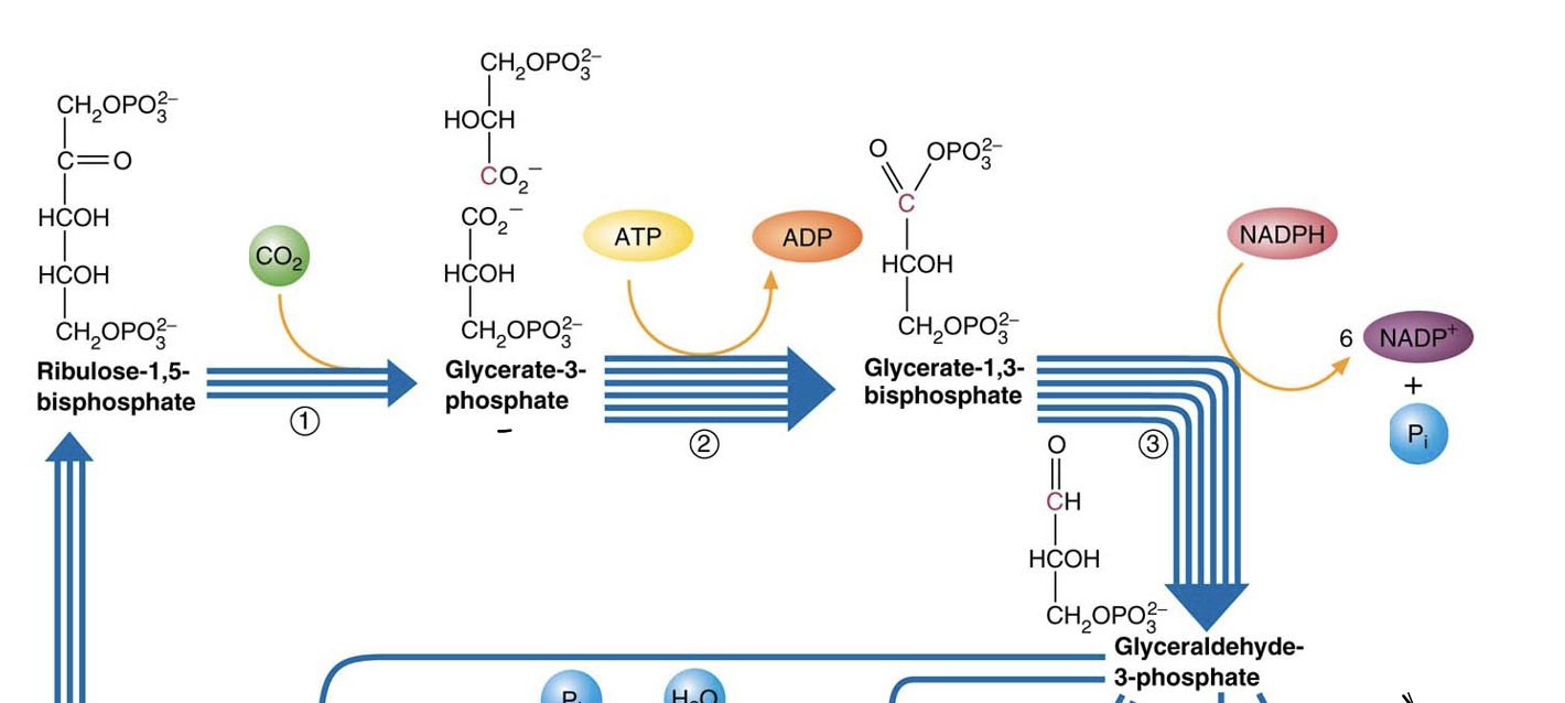 Ribulose-1,5-
bisphosphate
(1)
NADPH
(2)
Glycerate-1,3-
\( \mathrm{NADP}^{+} \)
Glyceraldehyde-
3-phosphate