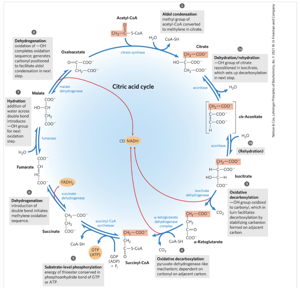 Solved TCA cycle overview: Exercise for BIO/CHM426 Fill in | Chegg.com