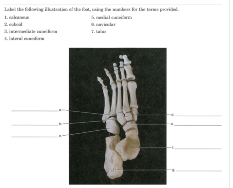 Parts of Scapula - An Overview of the Parts of Scapula along with FAQs