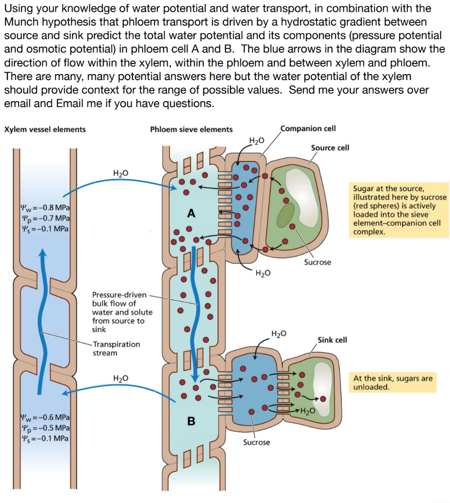 Using your knowledge of water potential and water | Chegg.com
