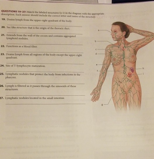 Solved 8. The photo below is a cadaver dissection showing an