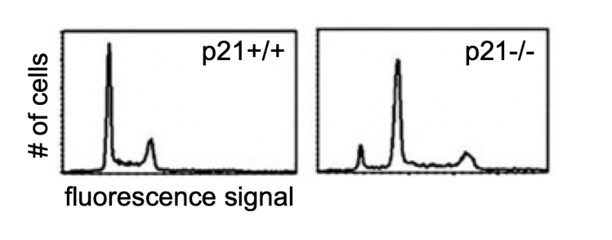 Solved p21 is a cyclin dependent kinase inhibitor that can Biology Diagrams