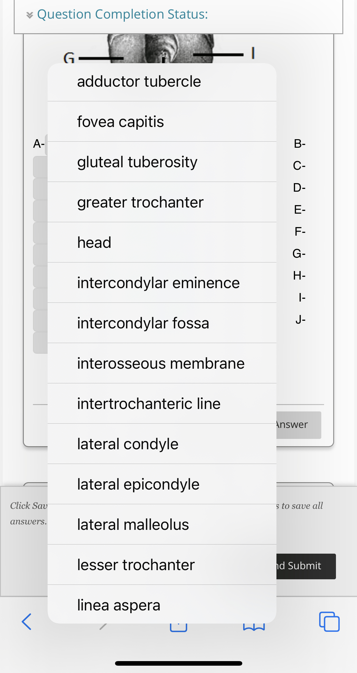 Solved Question Completion Status: G adductor tubercle fovea | Chegg.com