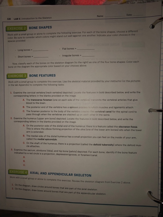 Solved Date: Name 116 LAB 5| introduction to the Skeleton | Chegg.com