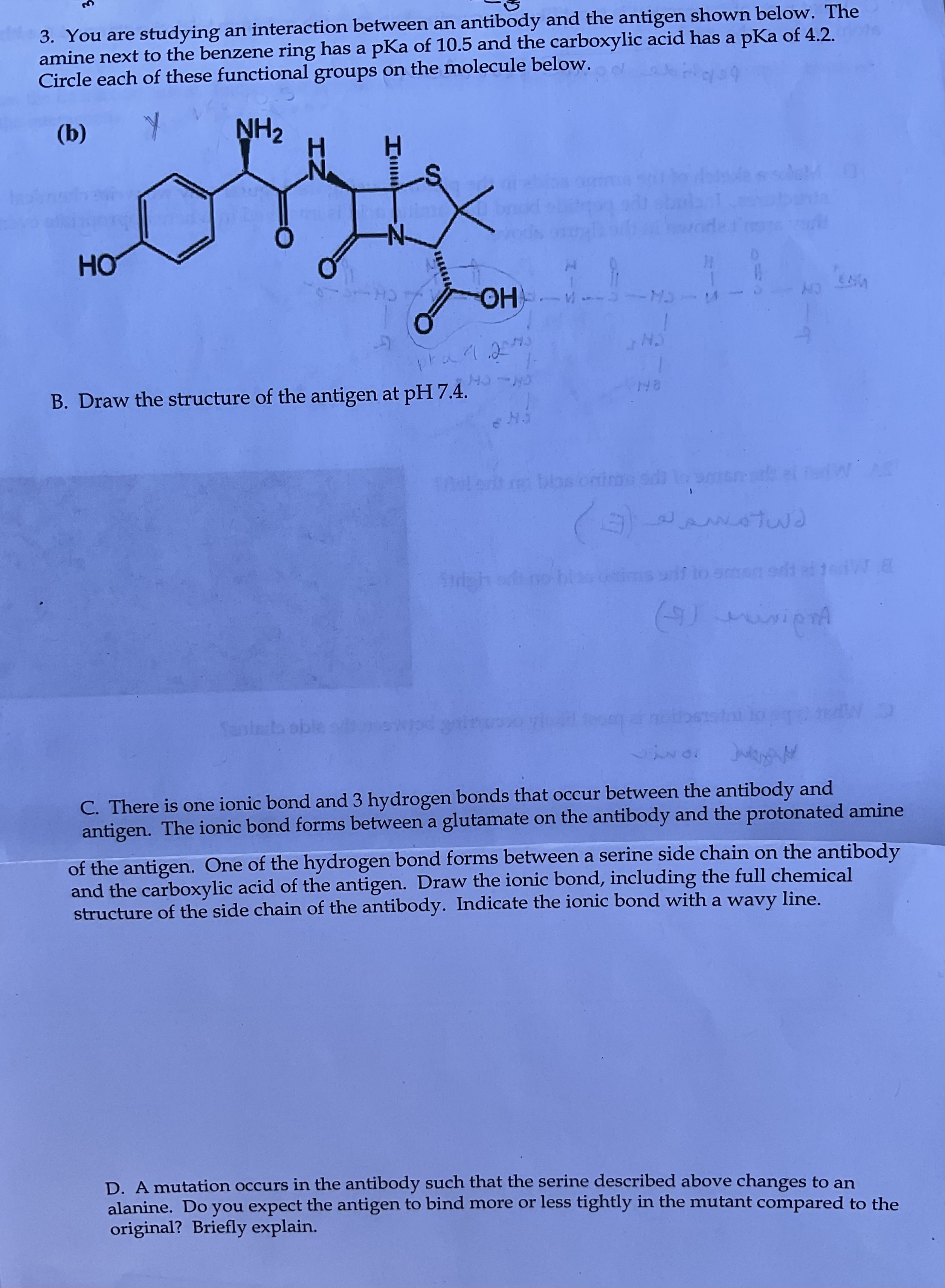 Solved Antigen. The Ionic Bond Forms Between A Glutamate On | Chegg.com