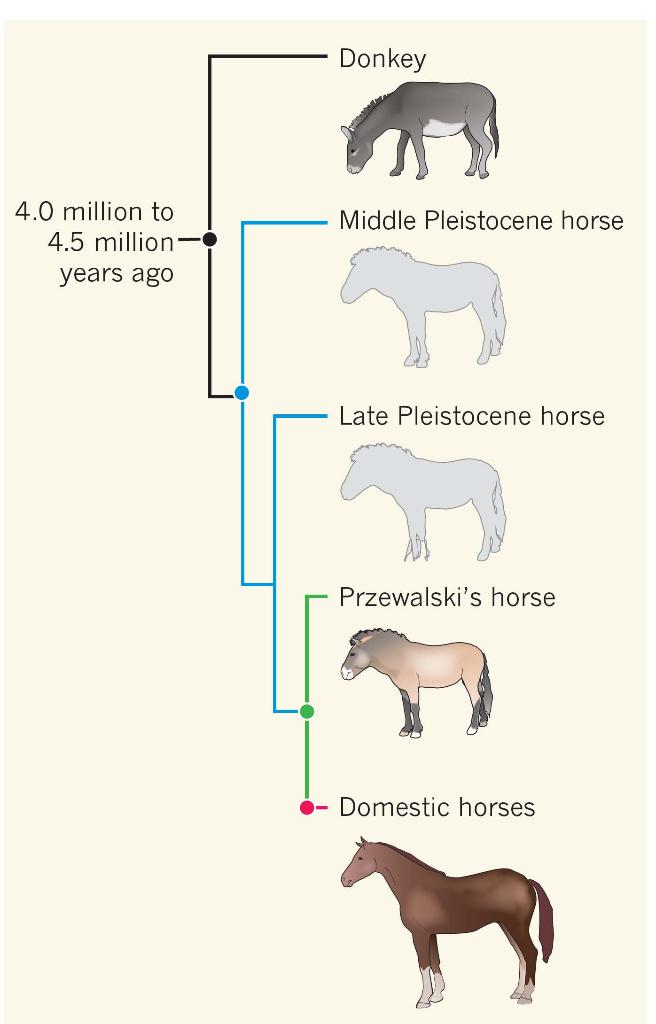 horse evolution tree
