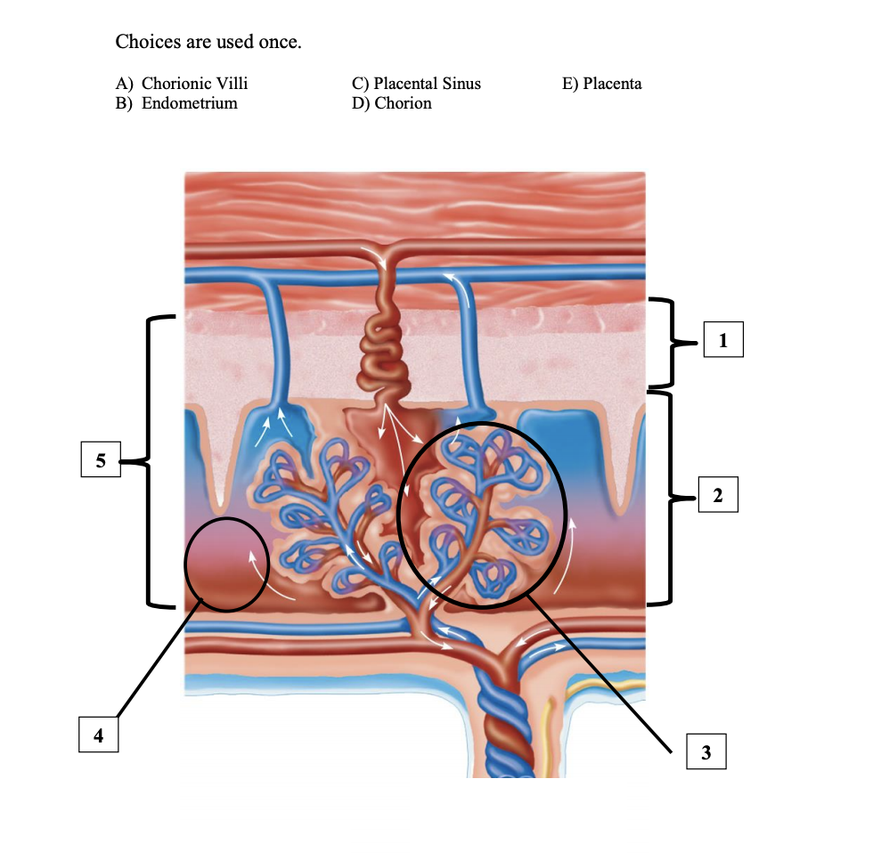 Solved Choices are used once. E) Placenta A) Chorionic Villi | Chegg.com