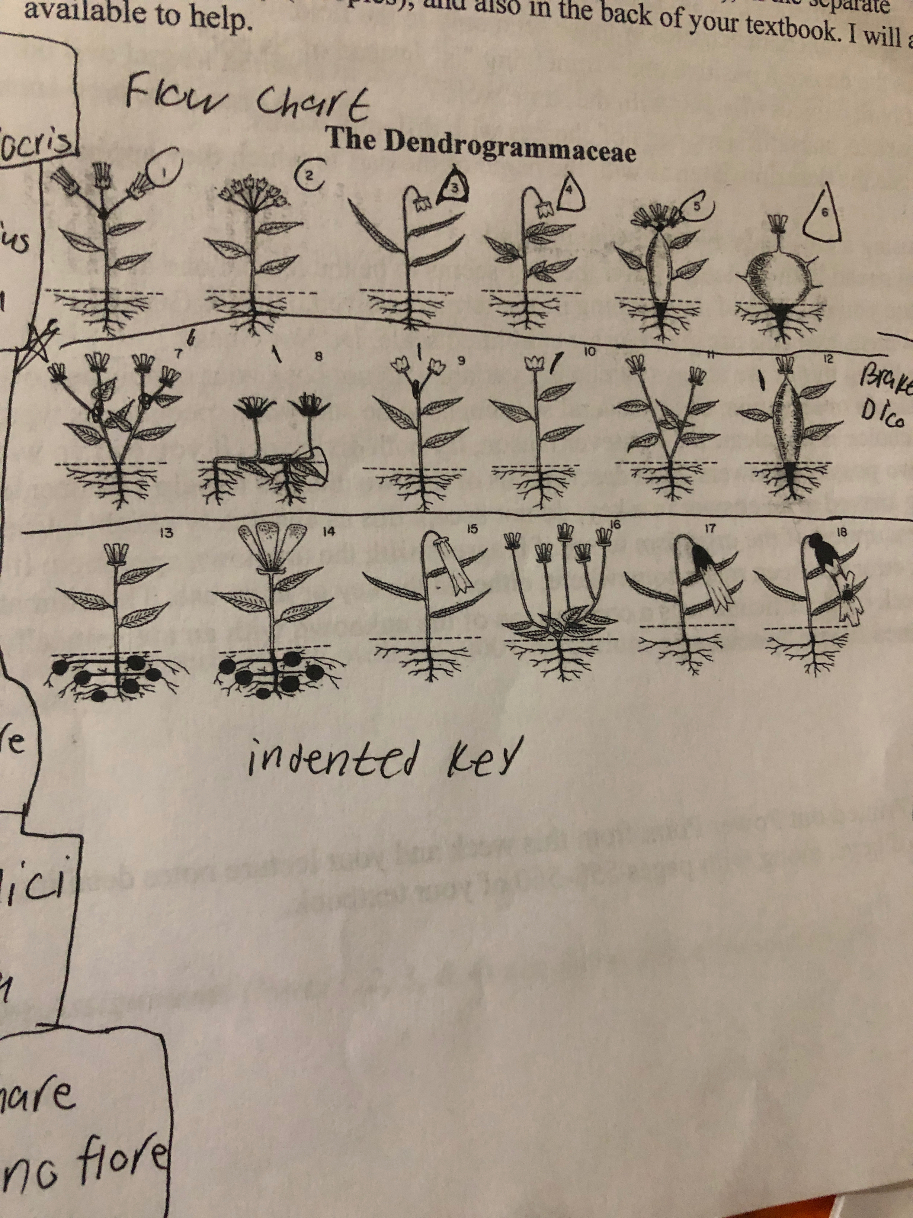 Solved how do i make a bracketed dichotomous key for the | Chegg.com