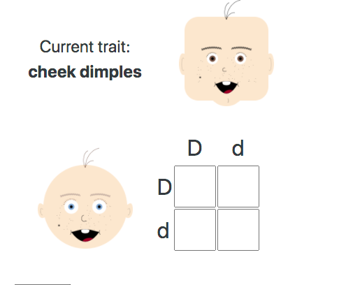 Solved Current trait: cheek dimples D d D d | Chegg.com