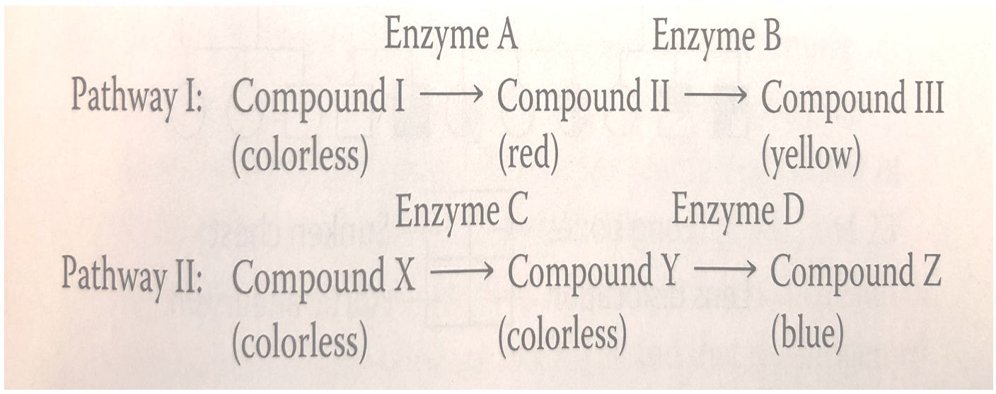 Enzyme a enzyme b pathway i: compound i —— compound ii —— compound iii (colorless) (red) (yellow) enzyme c enzyme d pathway i