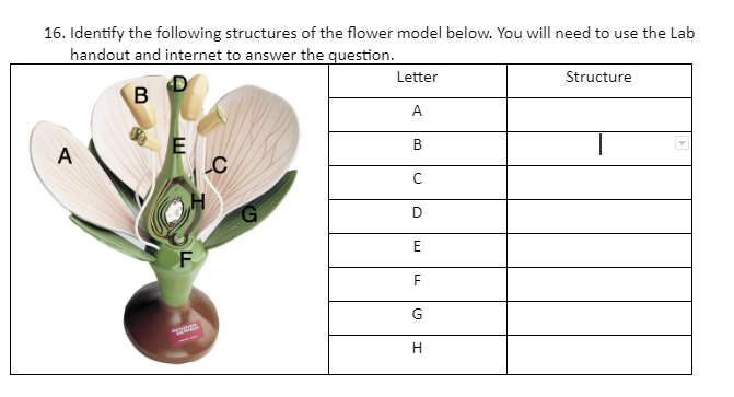 16. Identify the following structures of the flower model below. You will need to use the Lab handout and internet to answer 