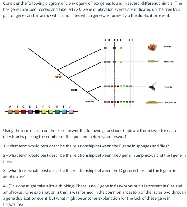Solved Consider the following diagram of a phylogeny of hox | Chegg.com