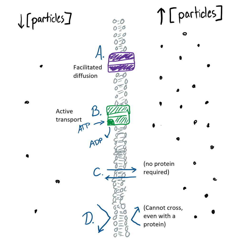 Solved The image below shows solutes on either side of a | Chegg.com
