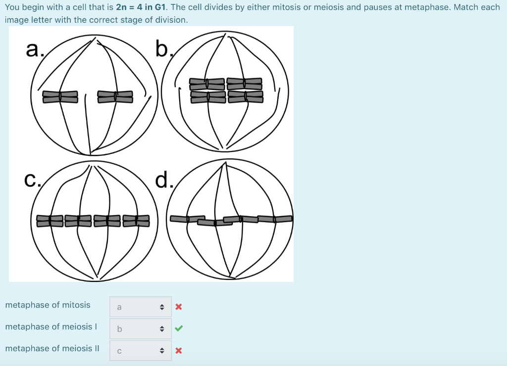 Solved You begin with a cell that is 2n = 4 in G1. The cell | Chegg.com