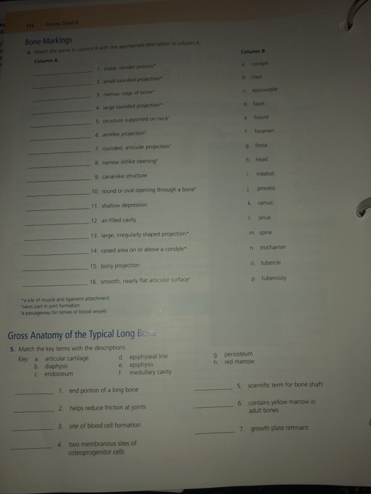 Solved 12Ree Sheet Bone Markings 4. Match the terms in | Chegg.com