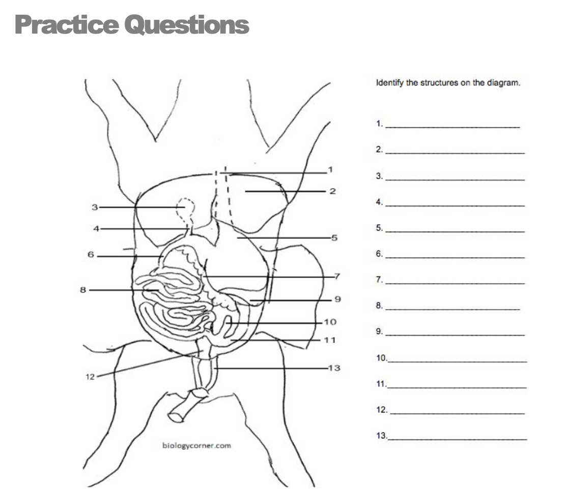 Solved Practice Questions Identify the structures on the | Chegg.com